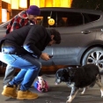 კახა კალაძე ქუჩის ძაღლებს აჭმევს